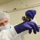 scientist with mouse