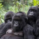 Three mountain gorillas