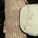 A real yellow-chinned anole and an anole robot that is attached to a box with motors and batteries inside. 