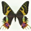 Photo: Chrysiridia rhipheus moth