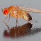 Close-up of Drosophila melanogaster fruit fly