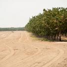 A dry field sits beside an orchard in Merced. The drought is expected to cost California's agricultural economy $1.84 billion and 10,100 jobs in 2015, according to a UC Davis Center for Watershed Sciences report.