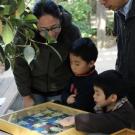 Photo: Visiting scholar Oliver Chien and his family observe bee specimens during last weekend's Build a Wild Home program in the arboretum.
