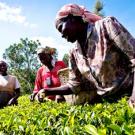 Three women in Kenya picking tea leaves