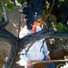 Former UC Davis postdoc Kim Mosse digs through soil for sampling at a vineyard. A UC Davis study says winery wastewater is a viable option to irrigate vineyards. Credit: Maya Buelow/UC Davis