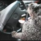 Image from film: "Ollie Goes to Davis"