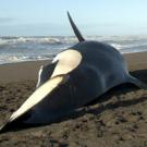 UC Davis killer whale study