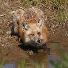 Fox at water's edge