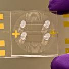 Gloved fingers holding microfluidic chip