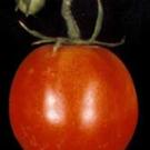 Photo: One red tomato in forefront with a small green tomato behind
