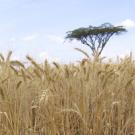 Photo of wheat field in Africa damaged by stem rust