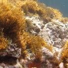 Ocean bottom showing algae on rocks