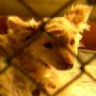 Photo: closeup of dog in cage