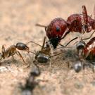 Photo: Argentine ants attacking a larger harvester ants