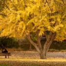 Photo: Arboretum in the fall (tree with yellow leaves, along Lake Spafford)