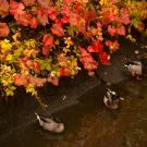 Ducks on water, under red foliage