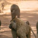 Baboons walking down a dusty road