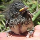Baby nesting song sparrow stitting on a human hand