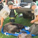 Two state Fish and Wildlife officers tend to bear, captured, on ground.