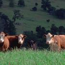 Brown and white beef cows graze on hills covered with grass and oak trees
