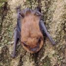 Big Brown bat on tree