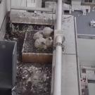A family of peregrine falcons on the roof of the UC Davis Medical Center.