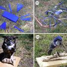Four photos: one with paper on cournty, one with ribbon on ground, a mounted owl and a mounted scrub jay