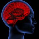 Graphic: brain inside a human