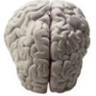 Photo: brain