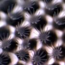 Bryozoan, jellyella tuberculata