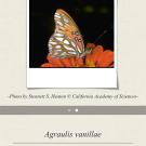 The app includes photos and descriptions of adults and caterpillars of 117 species of butterflies found in the San Francisco Bay Area and Sacramento Valley.