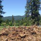 Pile of cattle manure in front of field and barn
