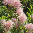 Photo: fluffy stalks of pink flowers against a background of green leaves