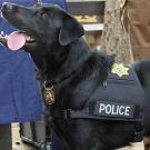 K-9 dog with "police" harness