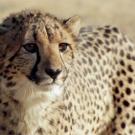 photo: cheetah