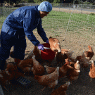 chickens being fed