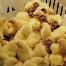 Numerous baby chicks in a plastic basket