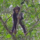 chimp climbing a tree