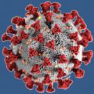 Novel coronavirus molecular structure