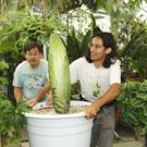 photo of folded corpse flower in conservatory