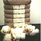 Cotton plants served as the model to study cellulose production.