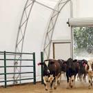 Photo: cows trotting into a white plastic barn