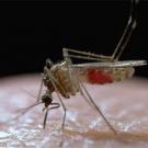 Photo: Mosquito on skin