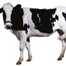 Photo: dairy cow