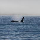 Killer whale swimming in ocean, fin above water