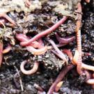 earthworms in mud