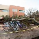 A tree fell north of the Student Community Center.