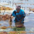 'Seaweed mama' Fatima Alloo in the coastal waters of Tanzania, photographed by her UC Davis Study Abroad 'daughter' Margery Magill.