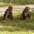 Rhesus monkeys