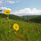 Wildflower on Missouri grassland